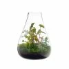 TXD BOBOLI TERRARIUM 1 TXD BOBOLI TERRARIUM