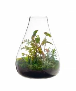 TXD BOBOLI TERRARIUM