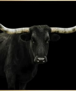 LBD Longhorn 4 By Adam Mowery BLACK 29 LBD Longhorn 4 By Adam Mowery BLACK