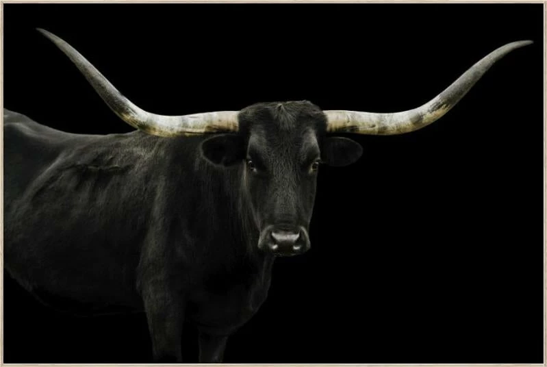 LBD Longhorn 4 By Adam Mowery BLACK 12 LBD Longhorn 4 By Adam Mowery BLACK