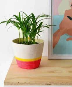 MM FLORA PINK & YELLOW COTTON PLANTERS (SOUTH AFRICA)