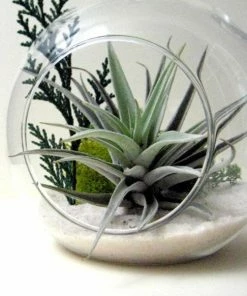 BD BOHO GLOBE & ROPE TERRARIUM