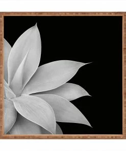 DYD AGAVE BLACK 16 DYD AGAVE BLACK