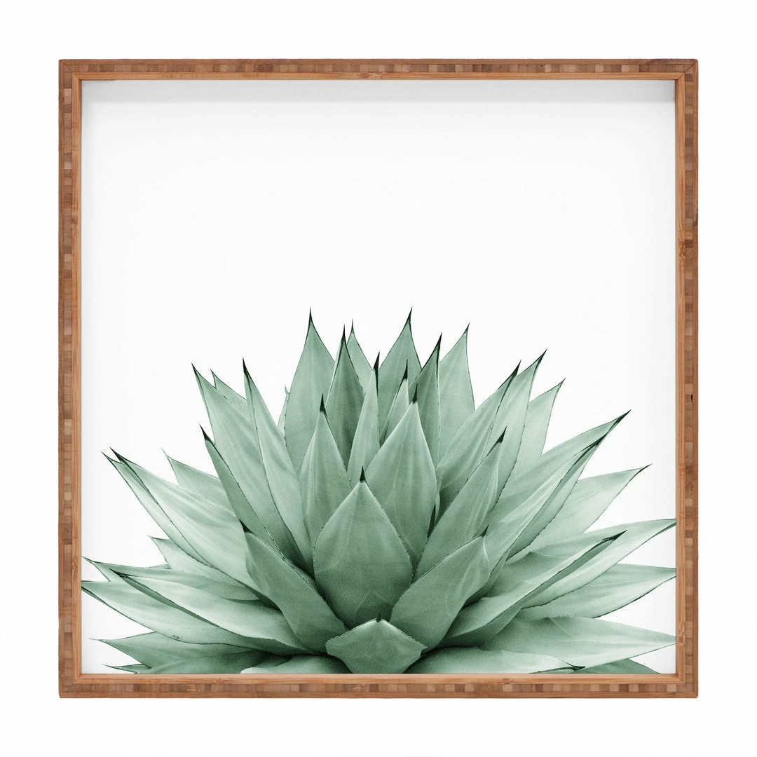 DYD AGAVE BLACK 11 DYD AGAVE BLACK