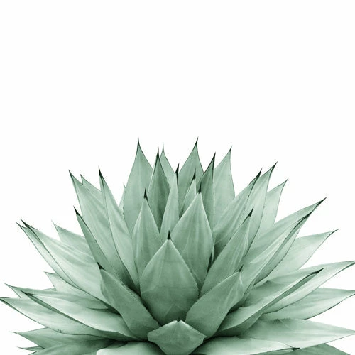 DYD AGAVE GREEN SUMMER VIBES SHOWER CURTAIN BATH 5 DYD AGAVE GREEN SUMMER VIBES SHOWER CURTAIN BATH