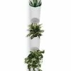 UMD FLORALINK WALL VESSEL