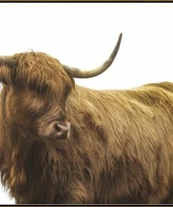 LBD Highland Cattle II By Adam Mowery