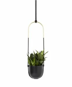 UMD BLACK BOLO PLANTER